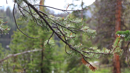 Wet pine tree branches after rain