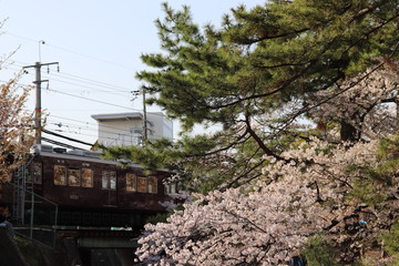 電車と桜