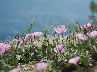 Les fleurs sauvages des Calanques de Cassis