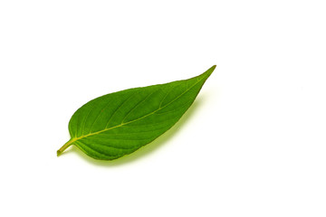 Obraz premium Green leaves isolated on white background.