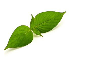 Green leaves isolated on white background.