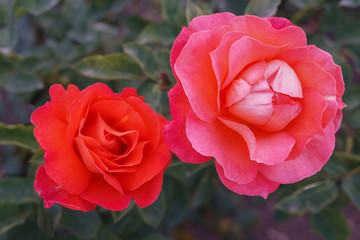 Two roses in different red tone, close-up