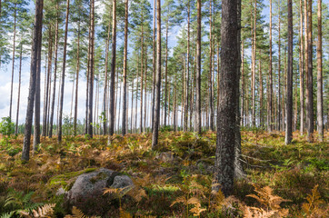 Obraz premium Bright forest by fall season