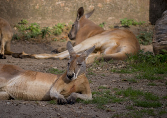 Australian Kangaroo relaxing 
