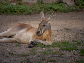 Naklejka na ściany i meble Australian Kangaroo relaxing 