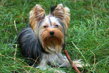 small yorkshire terrier outside on grass