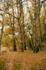 Obraz premium beautiful autumn landscape, yellow leaves in forest