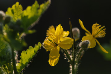 Beautiful yellow flowers on a bokeh background