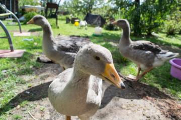 Grey geese