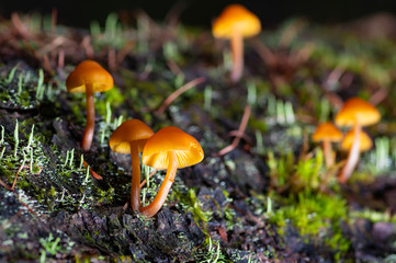 A small brown mushroom growing in a fallen tree
