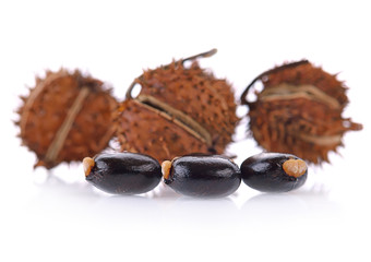 Castor oil seeds (Ricinus Communis) isolated on white background