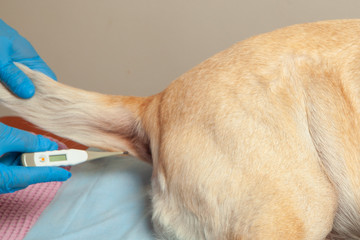 Measurement of temperature in the Dog by rectal thermometer. Vet clinic.