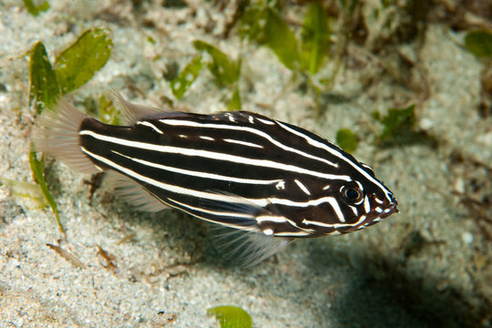 Six-Lined Soapfish Grammistes sexlineatus