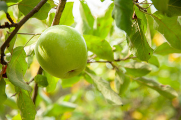 Apple tree with apples and green leaves