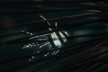 Banggai Cardinalfish Pterapogon kauderni