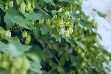 Cones of hops in a basket for making natural fresh beer, concept of brewing