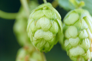 Cones of hops in a basket for making natural fresh beer, concept of brewing