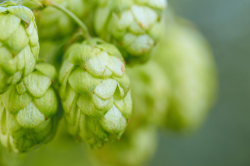 Fototapeta premium Hops of hops for cooking natural fresh beer, concept for brewing background