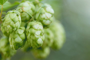 Cones of hops in a basket for making natural fresh beer, concept of brewing