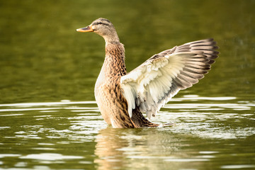 Eine Ente schlägt mit den Flügeln