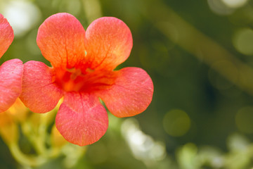 Orange flowers Kampsis