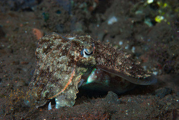 Needle cuttlefish Sepia aculeata