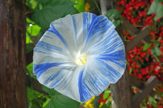 blaue ackerwinde