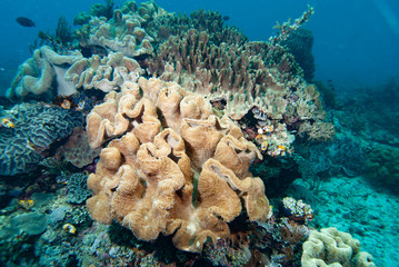 Soft Coral Sarcophyton sp.