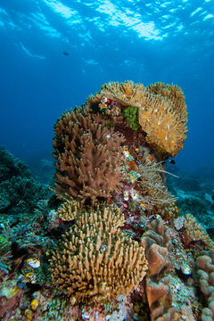 Coral Reef Sinularia sp.