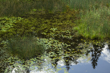 Reflection of forest in a lake with water lily pads and other plants.