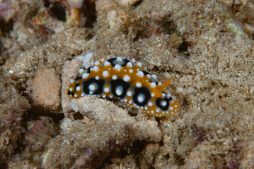 Phyllidia Nudibranch