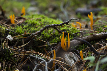 Yellow mushrooms among branches and green moss.
