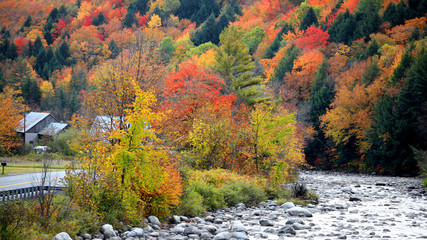 Autumn trees by the river in Vermont