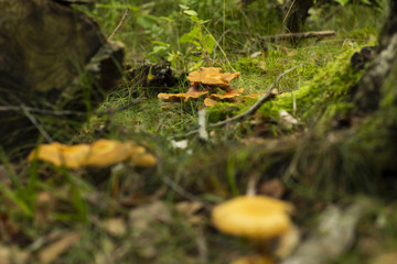 Brown mushrooms in a forest, surrounded by greenery. Shallow depth of field.