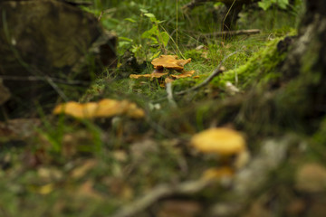 Brown mushrooms in a forest, surrounded by greenery. Shallow depth of field.