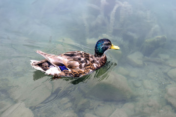 Duck in the water