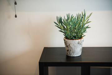 Green tree plant or bush in the white pot on the wooden shelf and grey color of background.