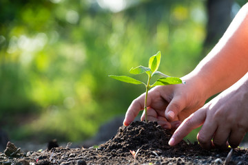 human hands planting a young green tree. Save the world and World Environment Day concept.