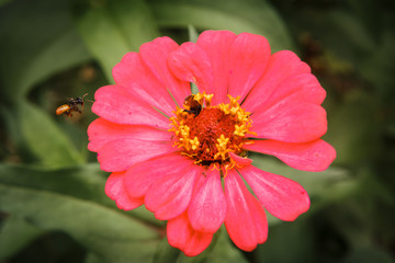 Closeup of a pink daisy