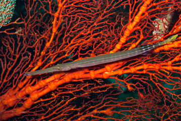 Trumpet Fish