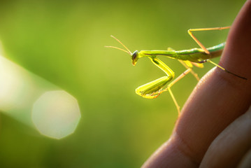 Europäische Gottesanbeterin