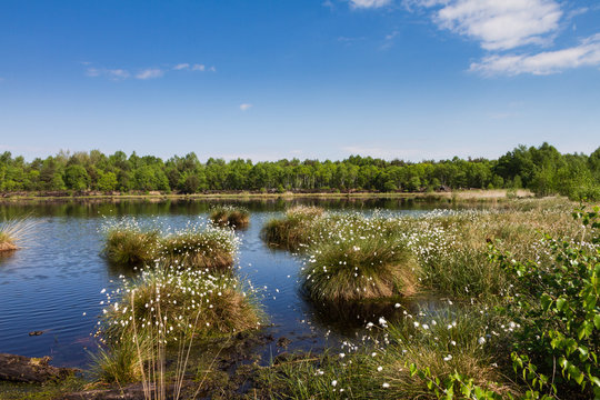 Moorteich mit Wollgrasbl&uuml;te und Wald