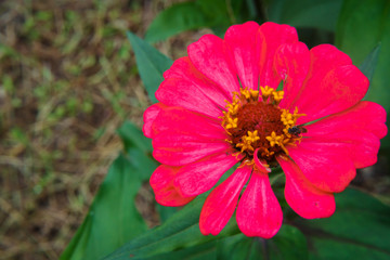 Closeup of a pink daisy