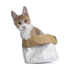 Sweet creme with white Maine Coon cat kitten sitting in tilted paper bag looking straight in lens, isolated on a white background
