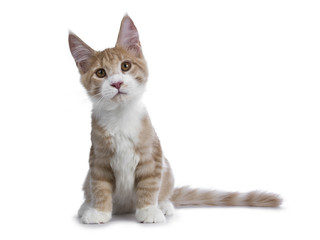 Sweet creme with white Maine Coon cat kitten sitting front view and tail beside body looking  interested to lens, isolated on a white background