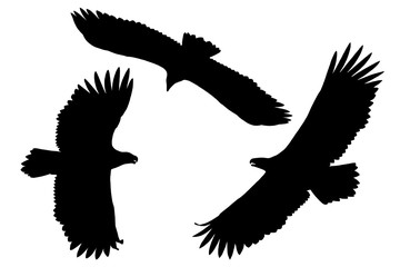 Obraz premium Sylwetki orłów morskich