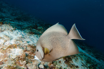 Angelfish Cozumel