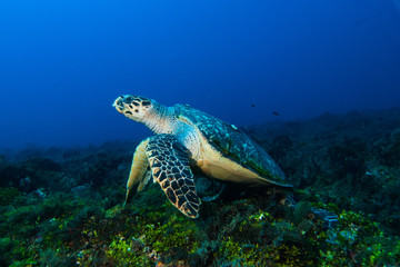 Hawksbill Turtle