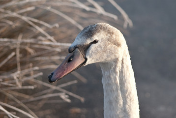 Close-up view of a swan on a frosty winters day