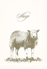 vector illustration of sheep on grass